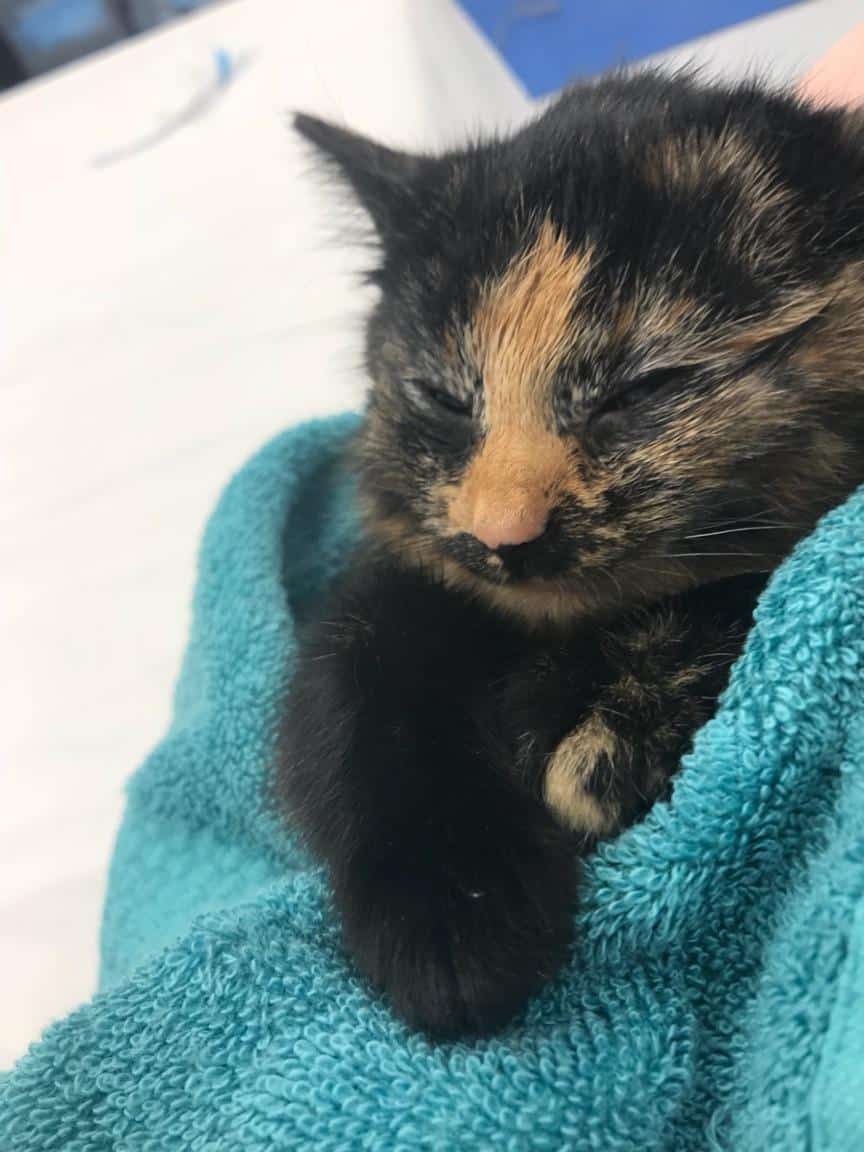 Rescue puppies in a bathtub