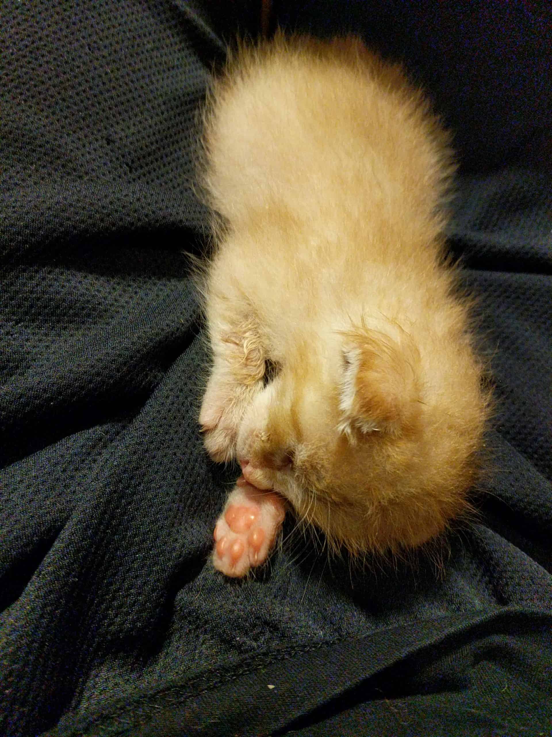 Bottle-fed rescue kitten