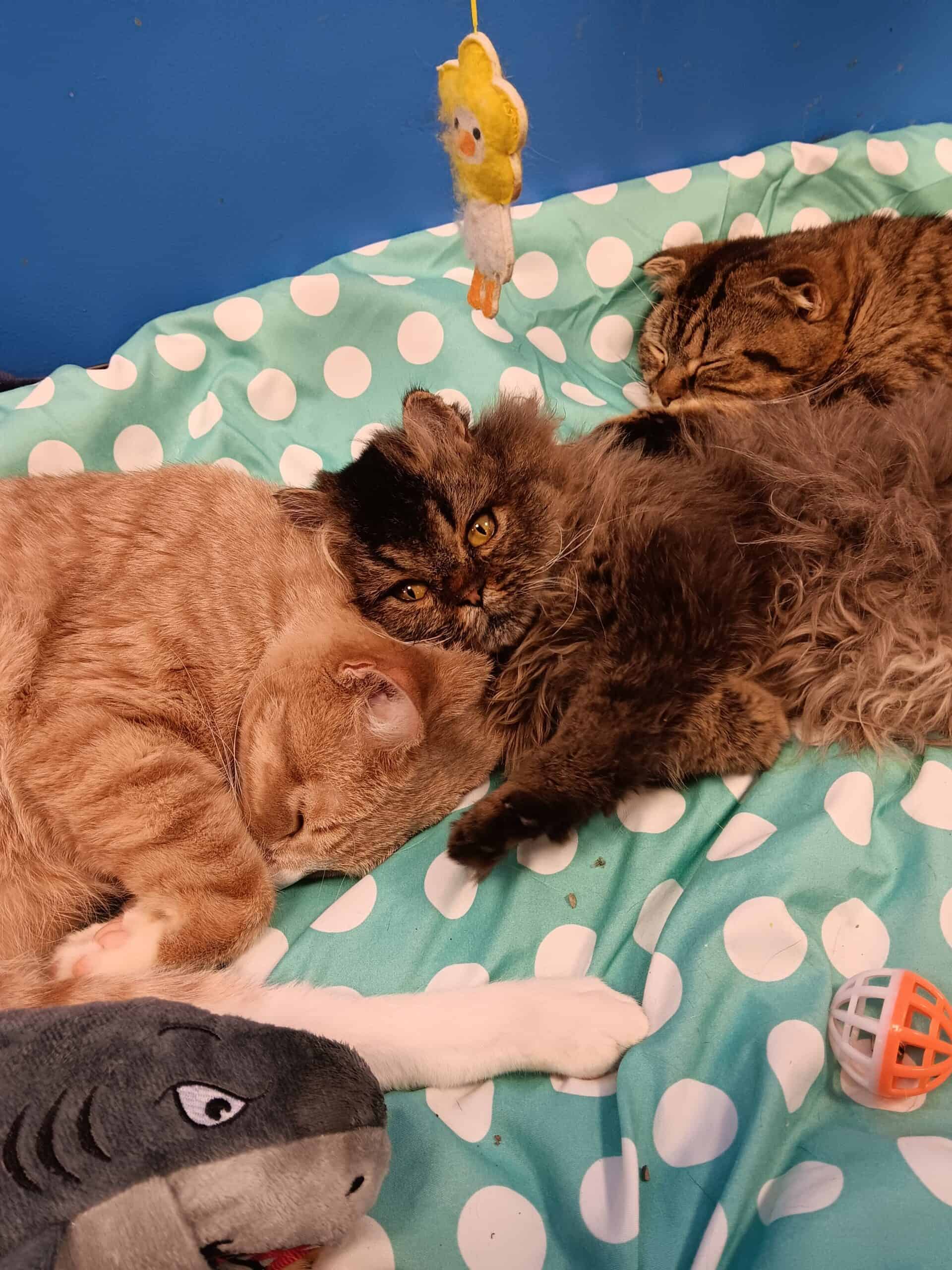 Dekky the cat with friends